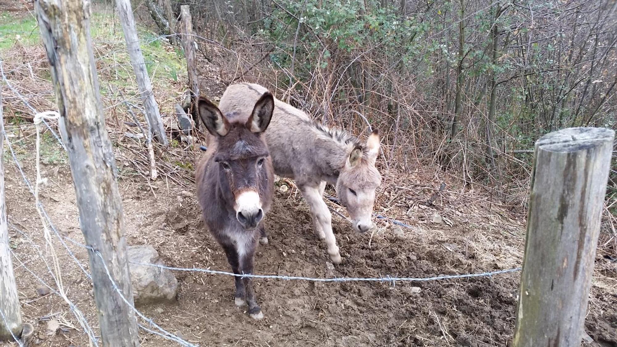 Azienda Agrituristica Risveglio Naturale Varese Ligure Exteriér fotografie